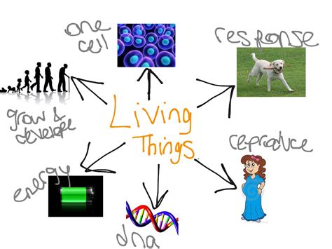 6 Characteristics Of Living Things Science Roles Of Living Things