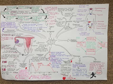 Revision Mindmaps Edexcel Combined Biology Teaching Resources
