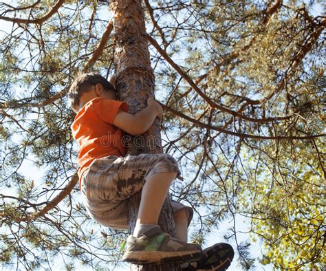 Little Cute Boy Climbing On Tree Stock Image Image Of Casual