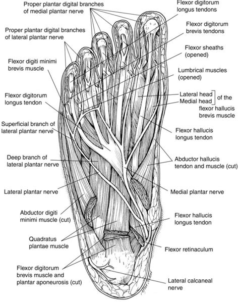 Diagrams Of Foot 101 Diagrams