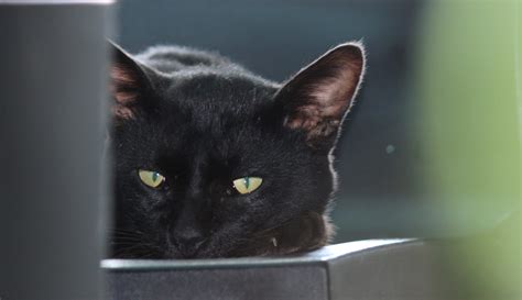 Black Cat Face On Focus Pixahive