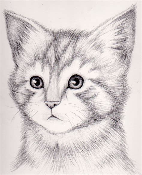 How To Draw A Realistic Kitten Draw Realistic Kitten Realistic