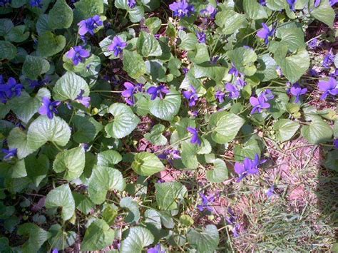 Periwinkle Pretty Purple Flower With Deep Green Leaves Ground