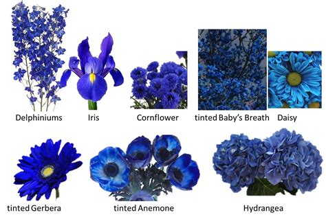 Blue Wedding Flowers Bright Wedding Flowers Types Of Blue Flowers