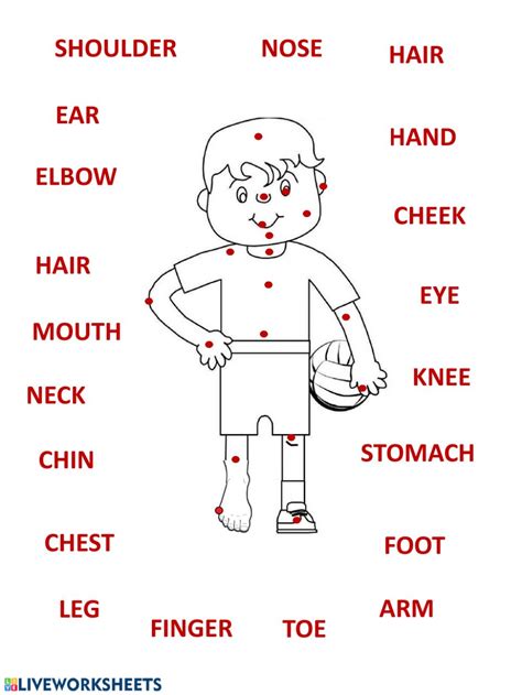 On this worksheet, students label the major parts of a computer, including the modem/router, monitor, mouse, keyboard, cpu, and printer. Body Parts online pdf activity