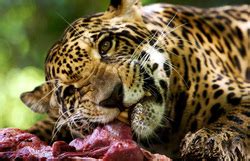 Other animal species found for researchers, the amazon rainforest is the best site to monitor the population of jaguars. Jaguar - The Tropical Rainforest