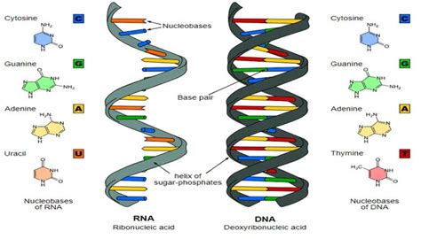 Pengertian RNA Struktur Fungsi Macam Dan Proses Terbentuknya RNA Ribonucleic Acid Terlengkap