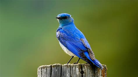 Photos diverse backgrounds attractive birds of different kinds. صور خلفيات طيور جميلة والوان باهرة