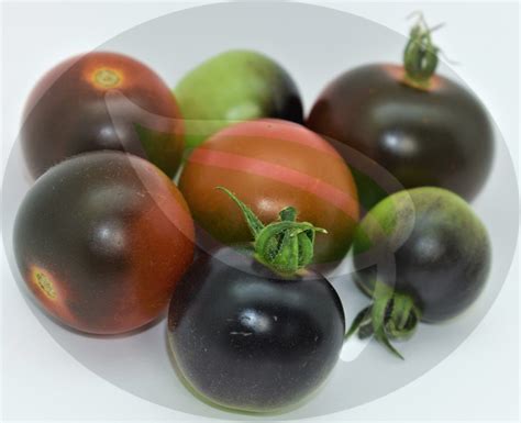 Organic Heirloom Gardens Fahrenheit Blues Tomato Seeds Premium Non