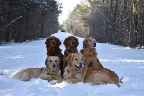 Golden Retrievers And A Snowy Trail A Gorgeous Scene Dogs Golden
