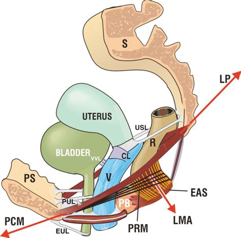 The Principal Muscles And Ligaments Of The Pelvic Floor Forward