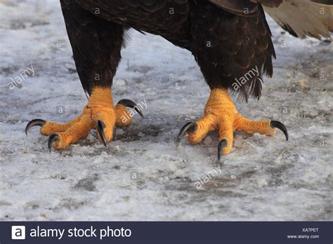 Claws Stock Photos And Claws Stock Images Alamy