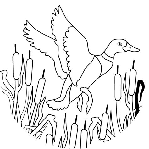 Flying Mallard Duck Colouring Pages ClipArt Best ClipArt Best