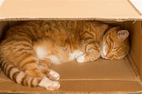 Ginger Cat Sleeping In A Box Stock Photo Image Of Tired Rest 73188768