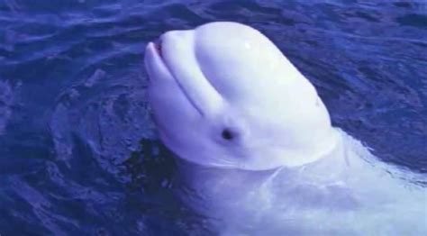 Beluga Whale Imitating Human Speech Beluga Whale Whale