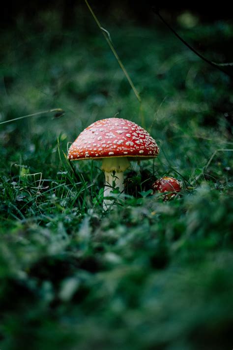 Mushroom PFP Wallpapers - Wallpaper Cave