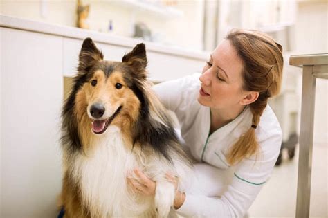 Odie insurance is an affordable pet insurance program administered by thorson specialty insurance services, inc. Is It Available and Is It Worth It? - Affordable Pet ...
