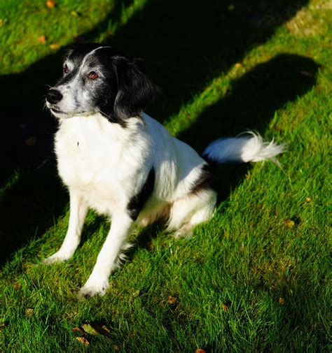 Free Images Grass Sweet Puppy Animal Cute Summer Male Waiting