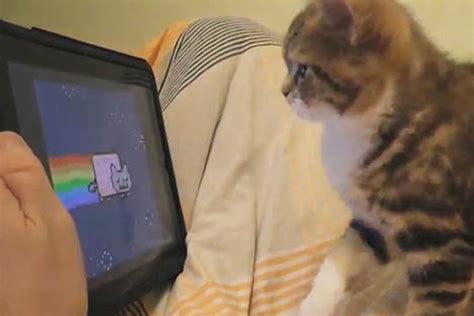 Viral Video Of The Day Kitten Watches Nyan Cat On Ipad