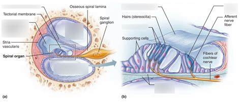 Anatomy Of The Cochlea Diagram Quizlet