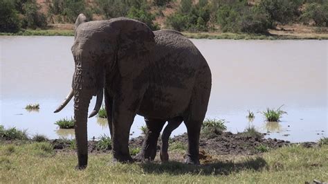 5 Legsbig Male Elephant With 5 Legsmount Kenya Np Jan 2017