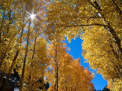 Untitled Autumn California Inyo National Forest Hd Wallpaper Peakpx
