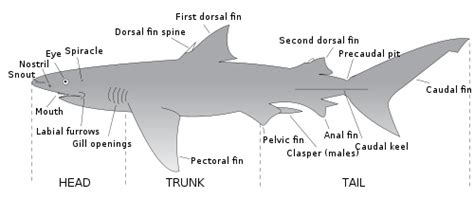 Read the definitions, then label the shark diagram below. Shark anatomy - Wikipedia