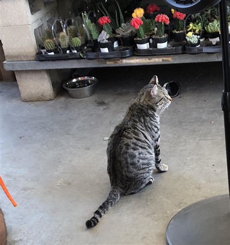 Spacious garden centre in hawke's bay and hastings. Home Depot Garden Center Kitty : Catswithjobs