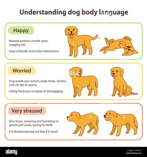 Dog Body Language Infographic Chart Understanding Dog Poses That Mean
