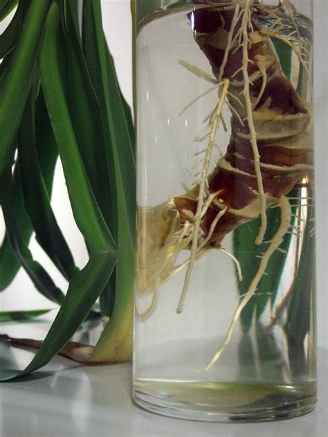 Dracaena fragrans massangeana) is a well known indoor plant which is grown in many homes and offices within the us, uk and europe. Propagating Dracaena | Dracaena plant, Corn plant, Plants