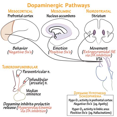 Neuroanatomy Glossary Dopaminergic Pathways Draw It To Know It