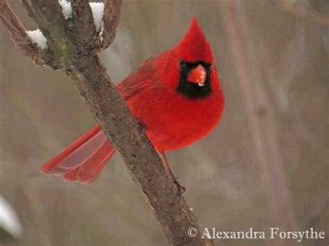 Northern Cardinal Indiana Audubon Society