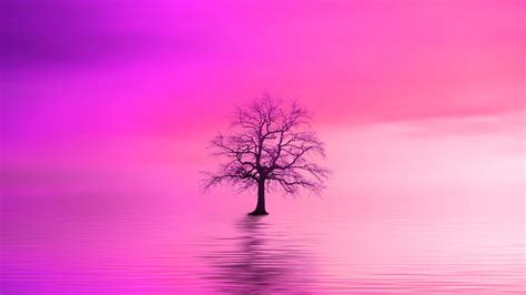 Pink Tree Wallpapers And Backgrounds 4k Hd Dual Screen