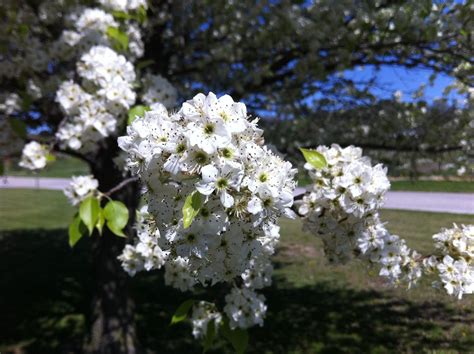 Cleveland Select Flowering Pear From Stark Bros Spring Flowering