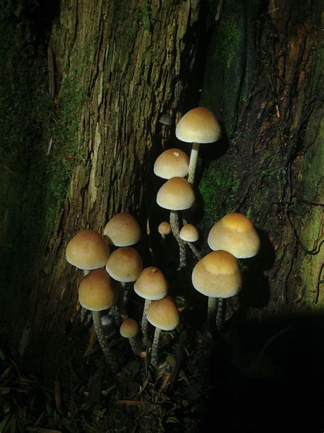 Possible Psilocybe Id Request British Columbia Mushroom Hunting And