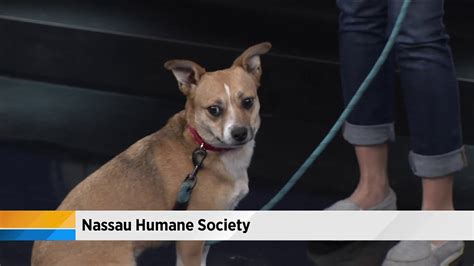 Each adoption includes the following: Nassau Humane Society Pet Adoption - YouTube