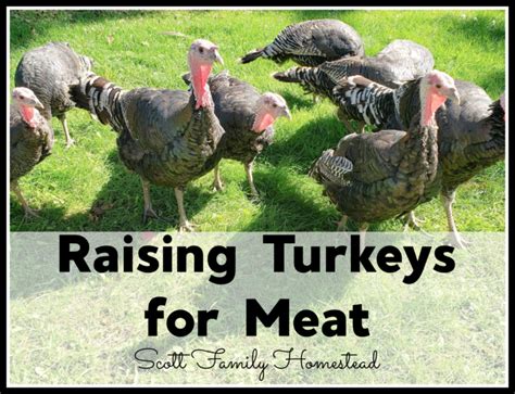 Raising Turkeys For Meat