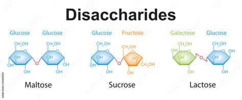 Chemical Illustration Of Disaccharides Maltose Sucrose And Lactose