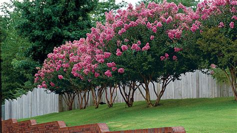 When Do You Trim Crepe Myrtles F