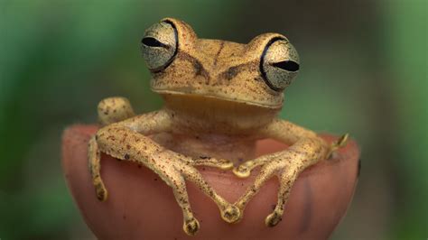 1216737 4k Frog Rare Gallery Hd Wallpapers