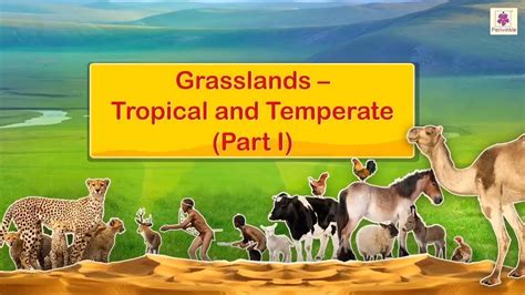 Grassland Animals With Names