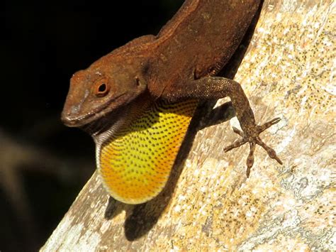 Puerto Rican Crested Anole Project Noah