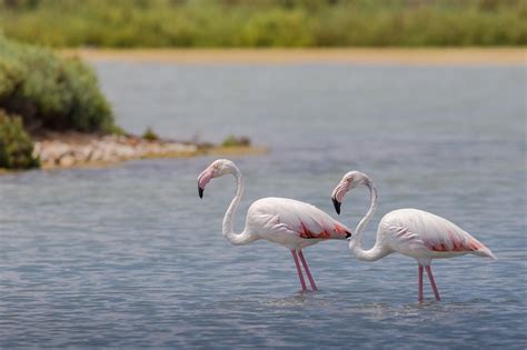 Desktop Wallpapers Bird Flamingo 2 Water Animals