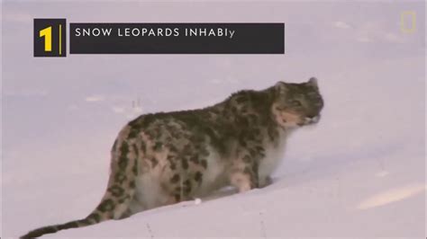 Snow Leopards The Most Elusive Of The Big Cats Youtube