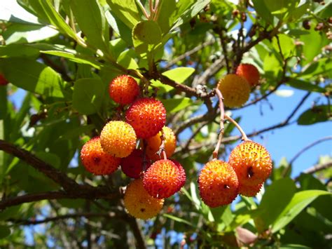 Buds nursery gardening centre cavan, one of irelands largest stockists of fruit & ornamental native trees including, apple trees, pear trees, oak & alder varieties. Garden : Killarney Strawberry Tree - Griffins Garden Centre