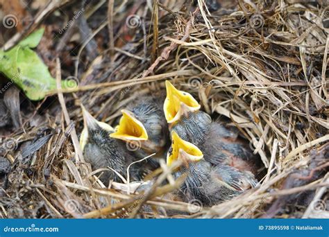 Baby Birds Leave Nest Stock Photos Free And Royalty Free Stock Photos