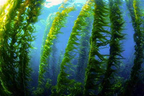 Why The Conservation Of Kelp Forests Is So Important Planet Home