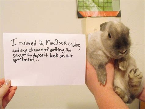 20 Bunny Shaming Photos Of Some Very Guilty Rabbits