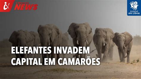 Elefantes invadem capital em Camarões causando mortes Libras YouTube