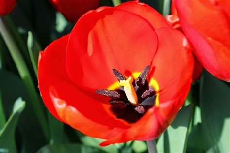 Here And There Traditional Tulips Of Turkey